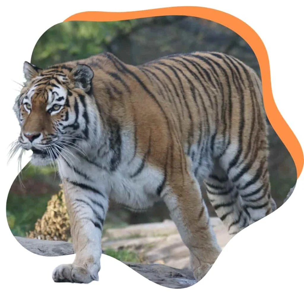 Magnificent tiger captured in its natural habitat at jim corbett national park, a symbol of wild beauty and strength.